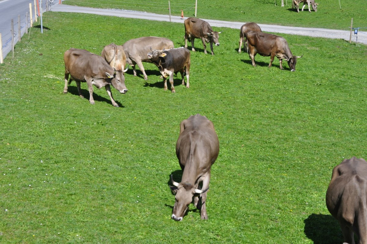 Kühe und ein Stier auf der Weide