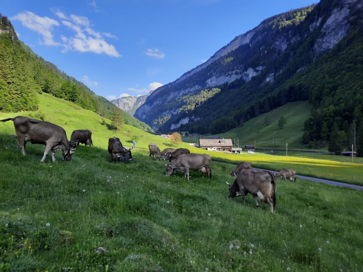 eine kleine Herde Kühe, die vor einer Frühlingskulisse mit Bergen links und rechts weiden