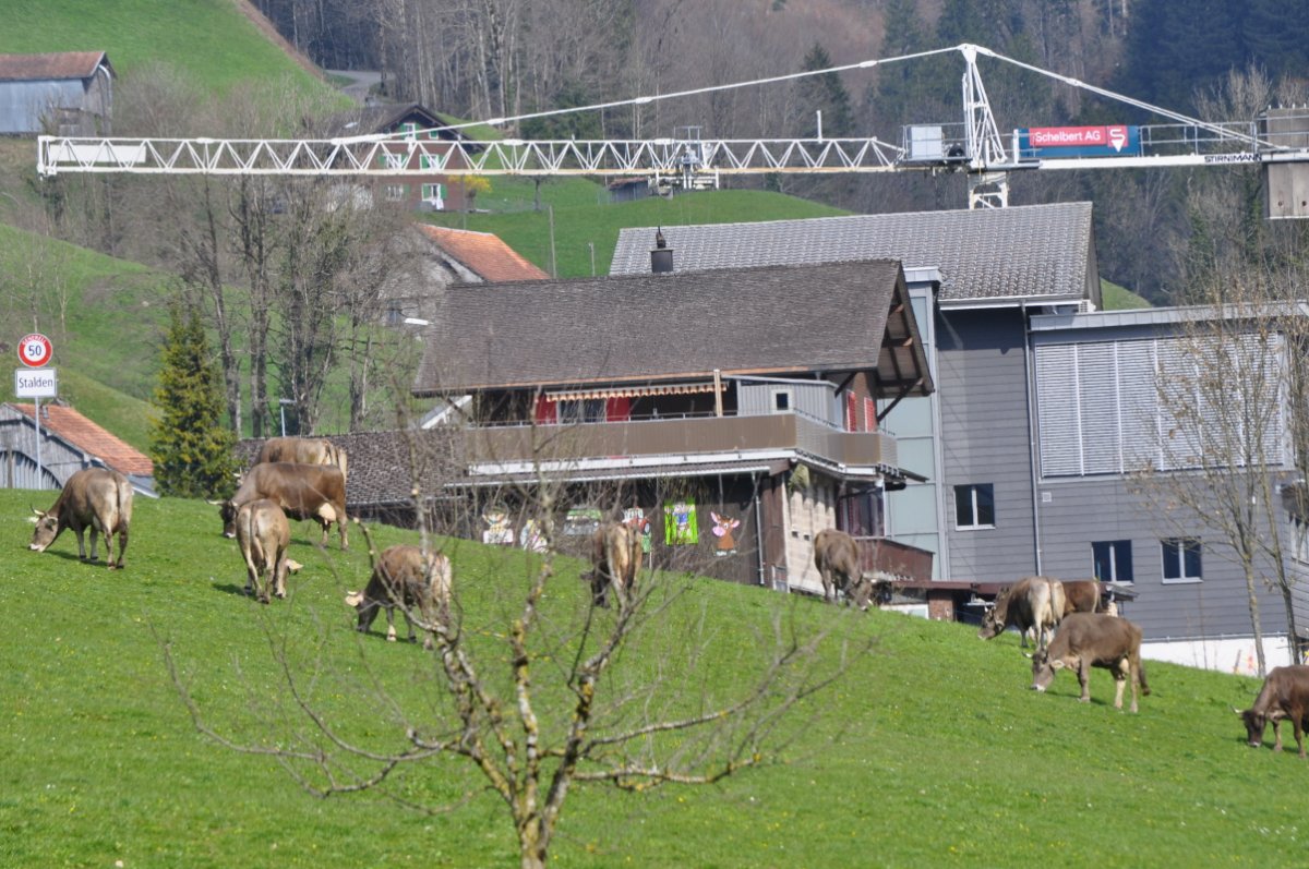 kleine Kuhherde auf einer Weide, Im Hintergrund einige Gebäude