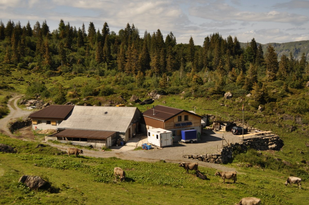 Hinderist Hütte, rechts auf dem Platz ein Auto, vor der Hütte ein Anhänger für Autos, links der Hütte der Container, weiter links der Kuhstall mit angebautem Schweinestall, ganz links die Strasse, die zur Hütte führt