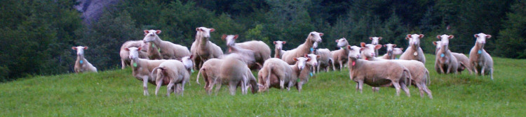 Logo Biohof Enzenen Muotathal mit einer Schafherde drauf