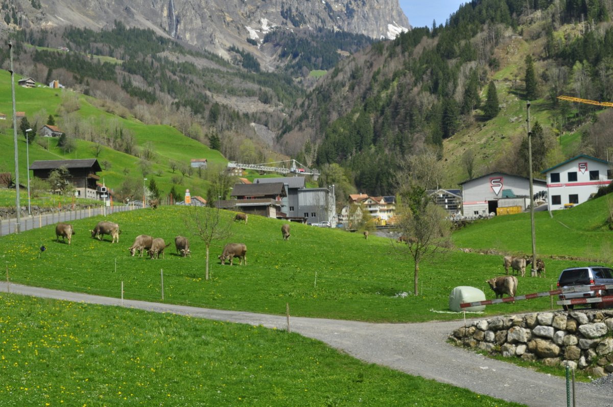Auf einer Wiese weiden ca. 15 Kühe. Im Hintergrund seind ein Gewerbe-Betrieb mit mehreren Gebäuden zu sehen. Dahinter hat es Wald und ein paar Matten.