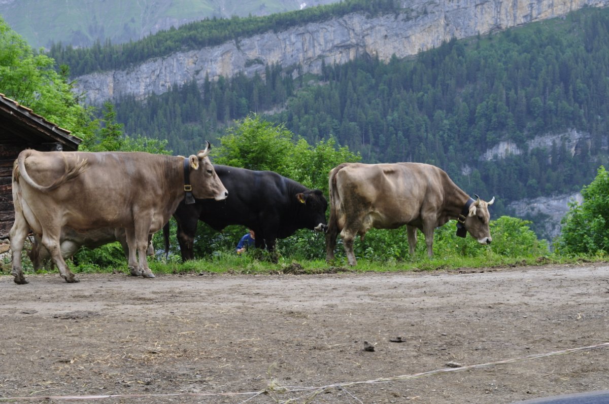 Neben der Strasse im Vordergrund warten zwei Kühe und ein Stier auf den Abmarsch zum nächsten Stafel. Im Hintergrund hat es Wald und ein Felsband.