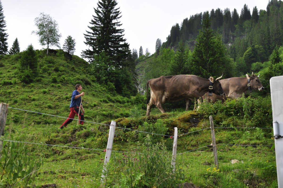 Die letzten zwei Kühe gehen eine Strasse entlang. Dahinter geht die Begleitperson (ein Mann) mit einem Stecken. Im Hintergrund ist ein abgeweideter Abhang und Wald.