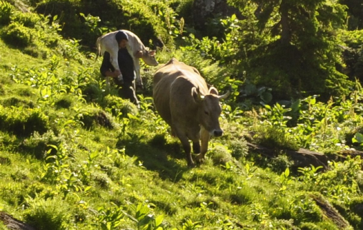 Eine Kuh geht im Morgensonnenschein über eine nicht so glatte Wiese. Ihr folgt ein Mann der ein neugeborenes Kalb über der Schulter trägt.