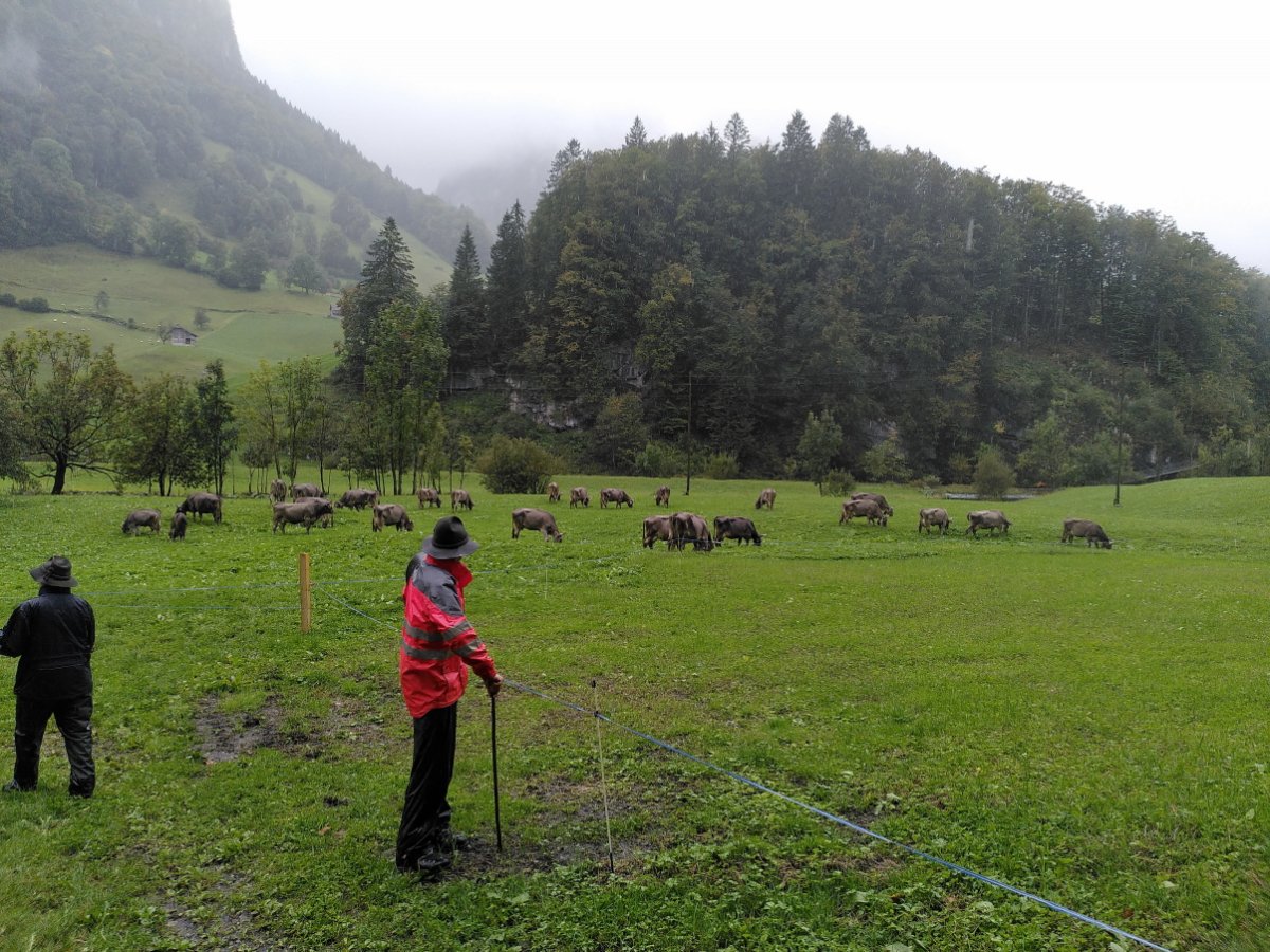 Auf einer ebenen Wiese weiden viele Kühe. Zwei Personen in Regenkleidung stehen im Vordergrund und sehen den Kühen zu. Im Hintergrund ist auf einem Hügel Wald zu sehen.