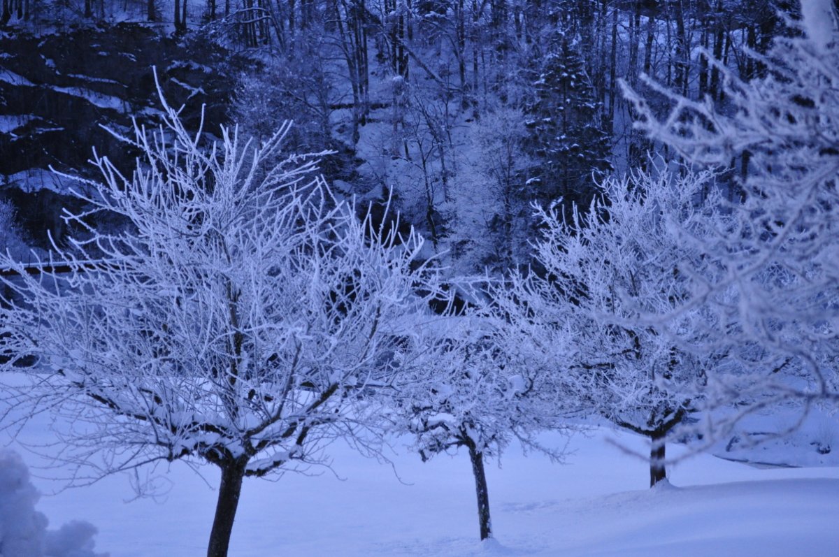 Drei Obstbäume voll Rauhreif stehen in einer schräg zu sehenden Reihe. Dahinter ist ein wenig Wald mit Rauhreif und Schnee zwischen den Bäumen zu sehen.