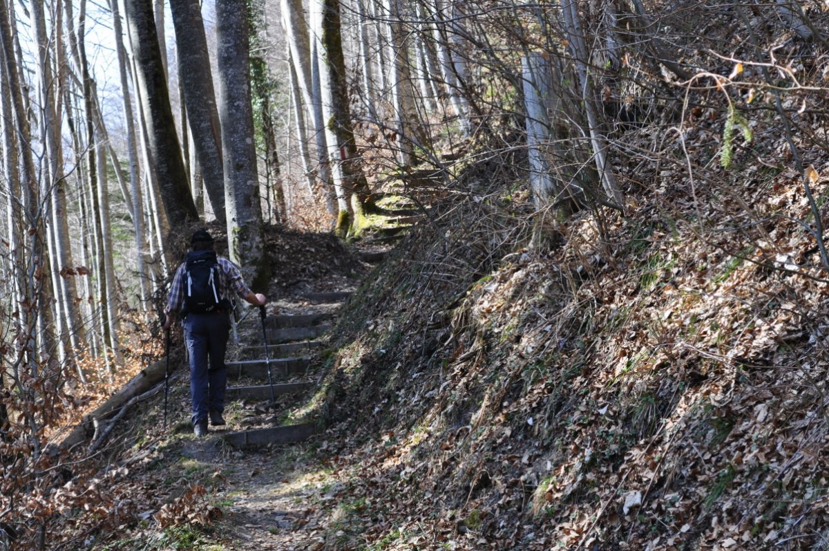 Ein Wanderweg führt in den Wald. Er ist mit Treppenstufen versehen. Ein Mann geht diese Treppe hinauf.
