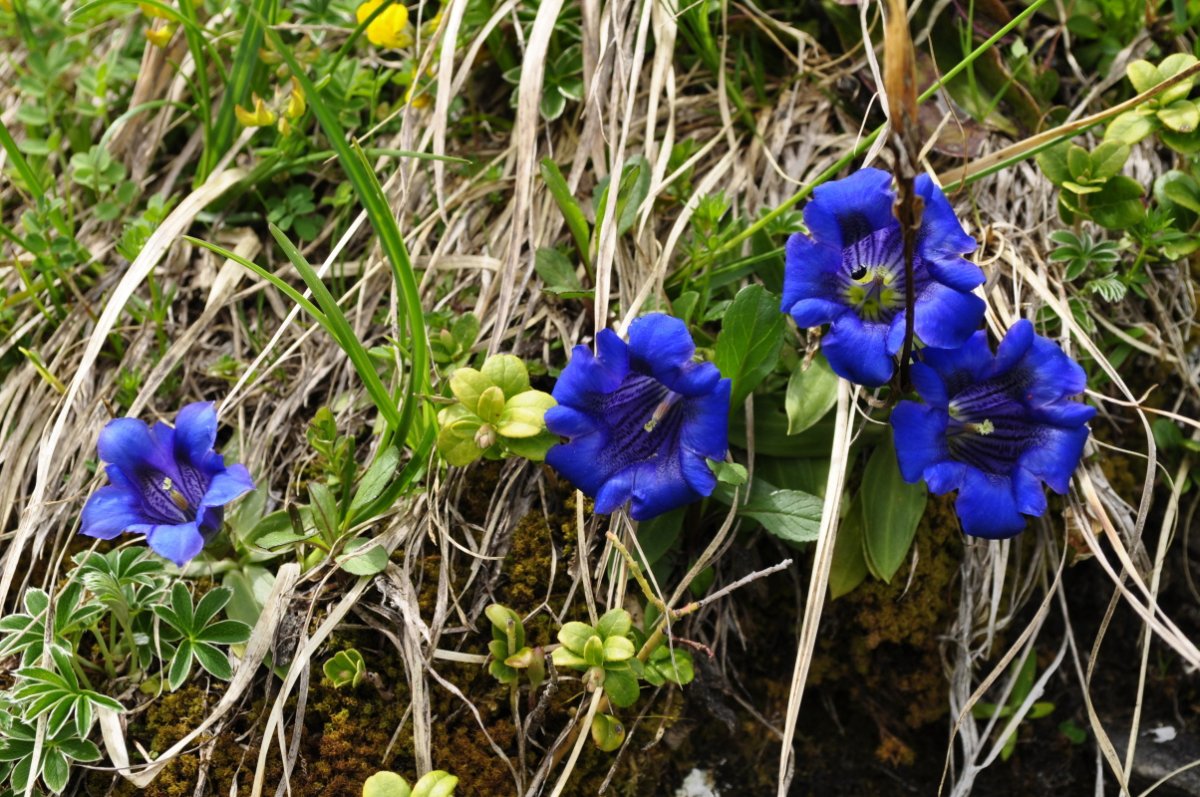 Blaue erblühte Enziane zwischen vertrocknetem Gras herausgewachsen. Einige grüne Blätter und Halme sind dazwischen.