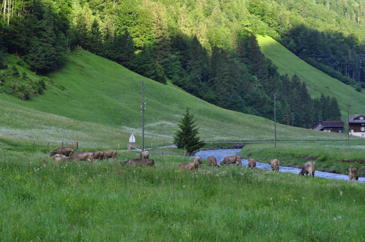 Kühe weiden in hohem Gras, rechts der Fluss Muota, links weitere Wiesen und im Hintergrund Wald.