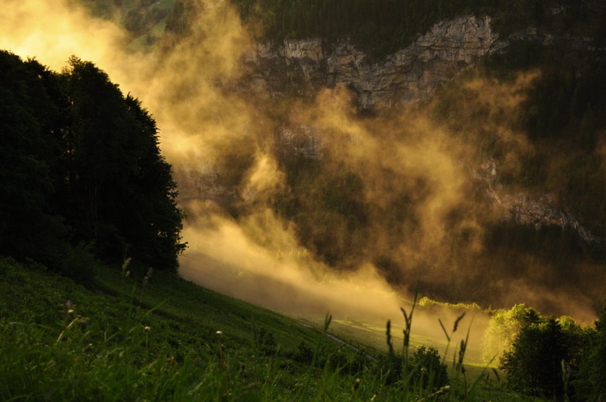 Links schwarzer Wald, hinter dem Wald wird Nebel nacht rechts geweht. Der Nebel ist durch Sonnenstrahlen ganz gelb. Im Vordergrund ein paar Gräser.
