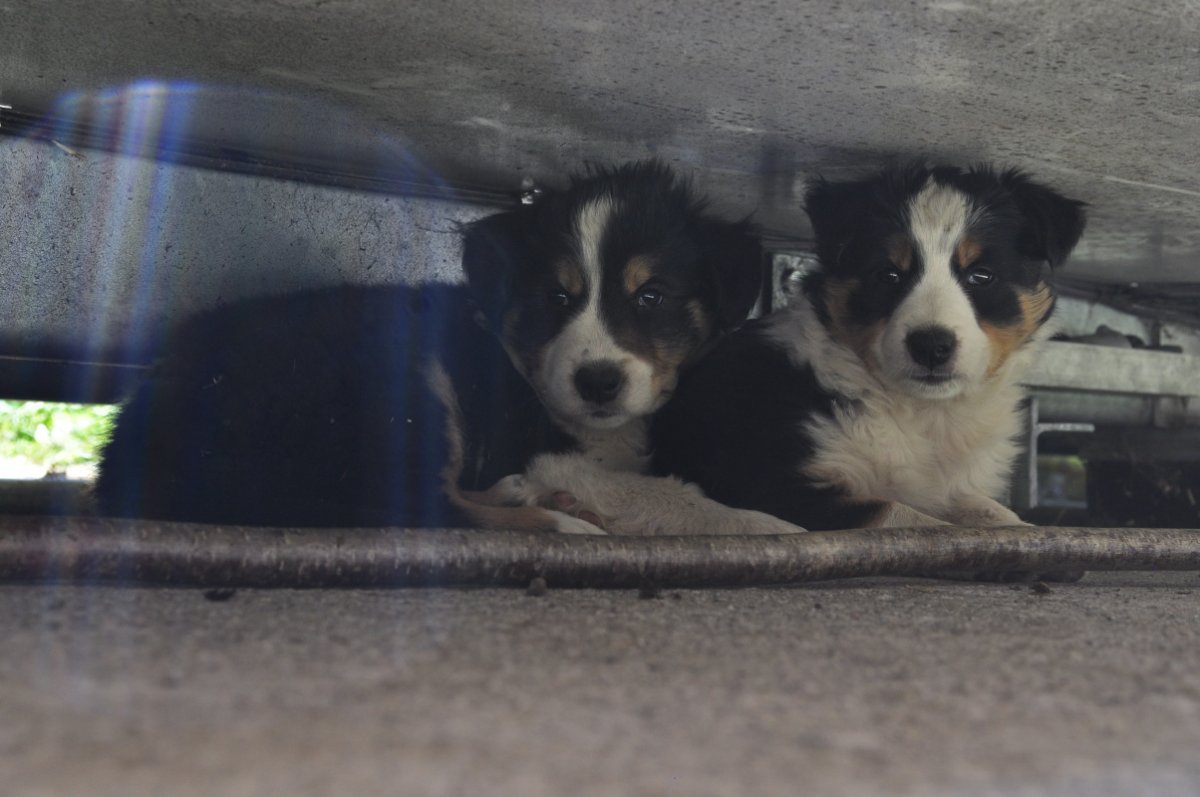 Zwei junge kleine Hunde unter einem Container. Sie blicken den Fotografen an.