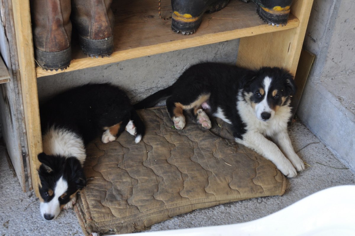 Zwei kleine junge Hunde auf einer Matte unter einem Schuhgestell.
