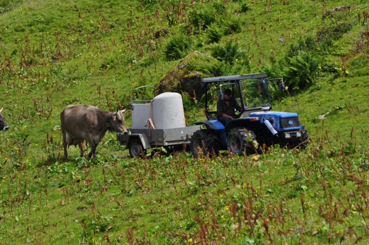 Ein kleiner Traktor zieht einen Anhänger über eine Feldstrasse. Im Anhänger steht ein Kälber-Iglu mit einem wenige Stunden alten Kalb darin. Die Mutter folgt dem Anhänger.