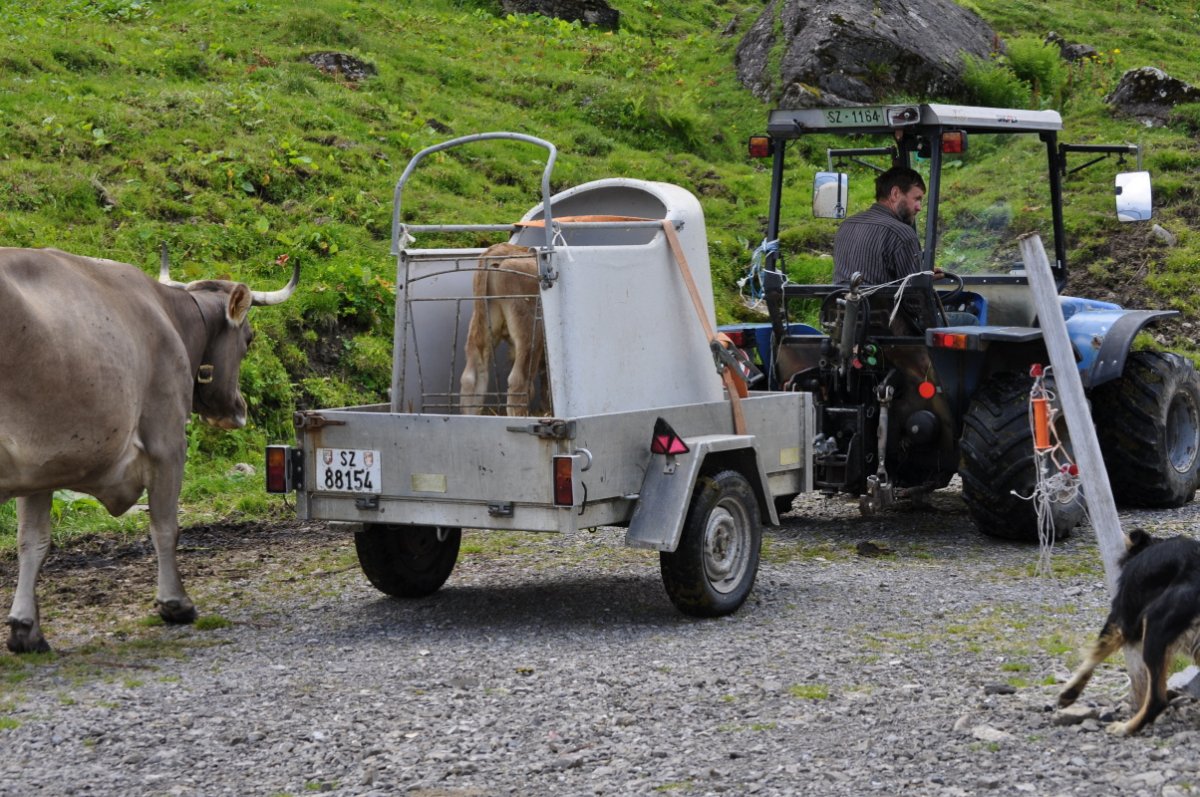 Ein kleiner Traktor zieht einen Anhänger über eine unbefestigte Strasse. Im Anhänger steht ein kleines Kälber-Iglu. Im Iglu steht ein wenige Stunden altes Kalb. Die Mutter folgt dem Anhänger mit Kalb.
