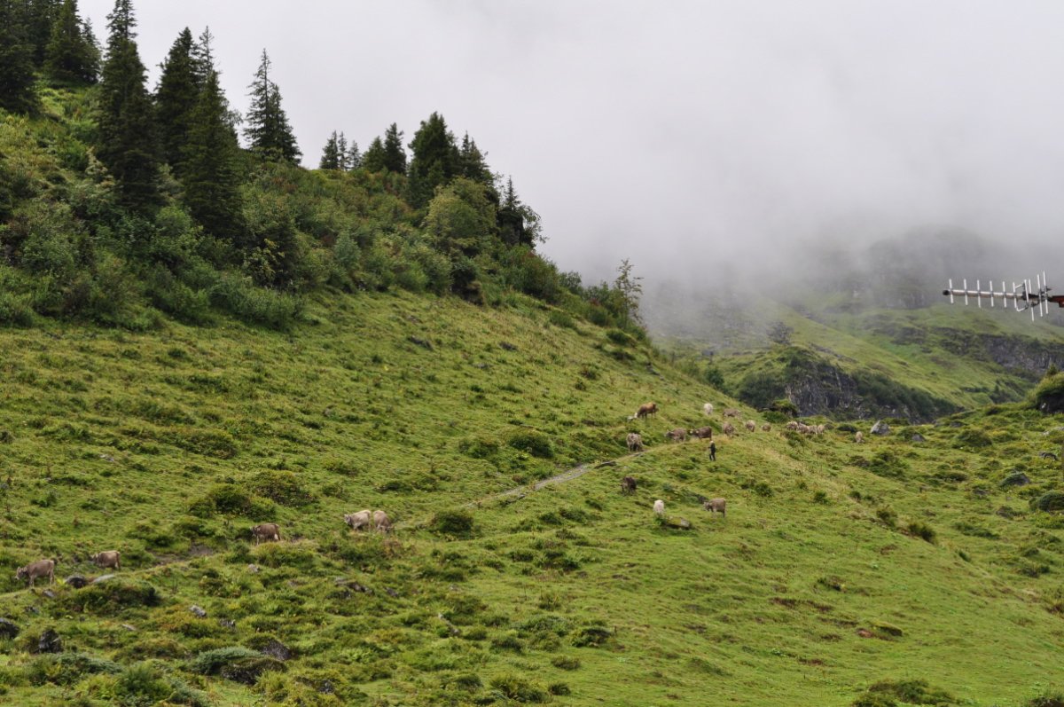 Vieh folgt einem Karrenweg quer durch einen Hang nach oben. Links oben am Hang hat es Wald.