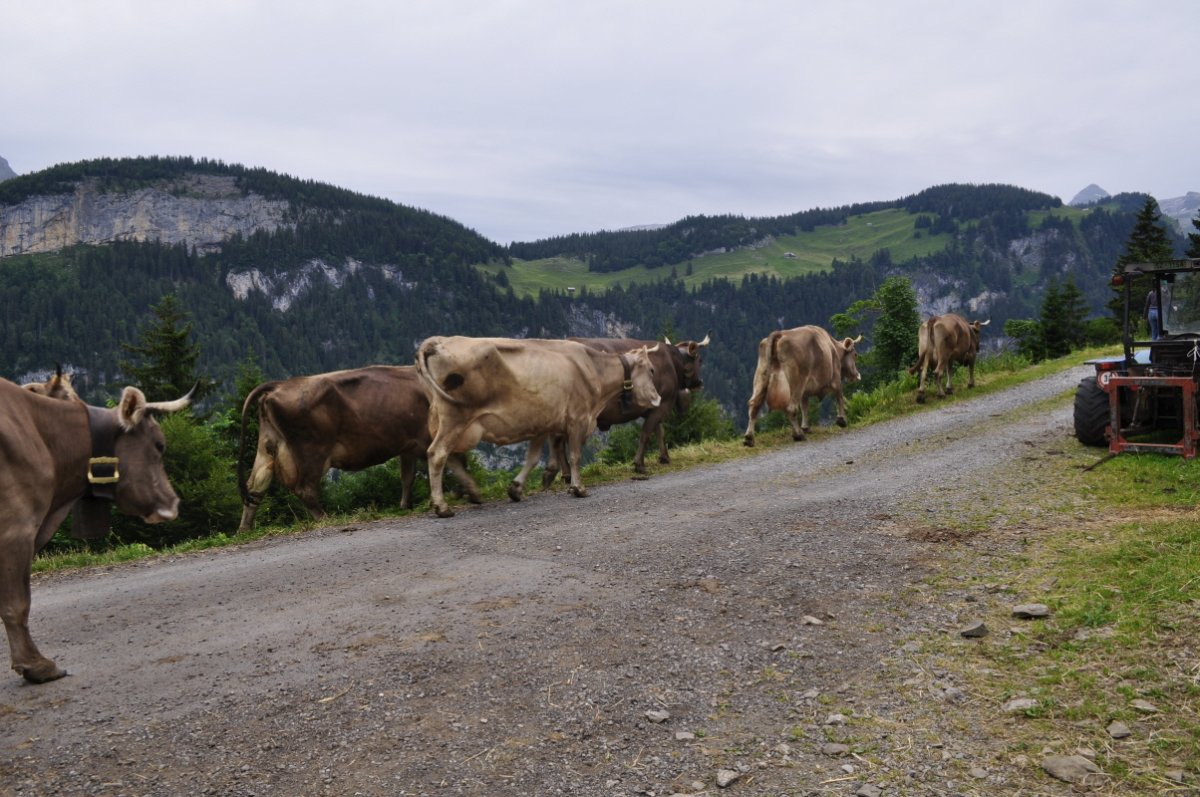 Eine Schotterstrasse führt schräg durch das Bild. Darauf gehen Kühe. Sie werden zum nächsten Stafel getrieben. Im Hintergrund ist die Talseite gegenüber zu sehen. Dort hat es Felsbänder, Wald und eine weitere Alp.
