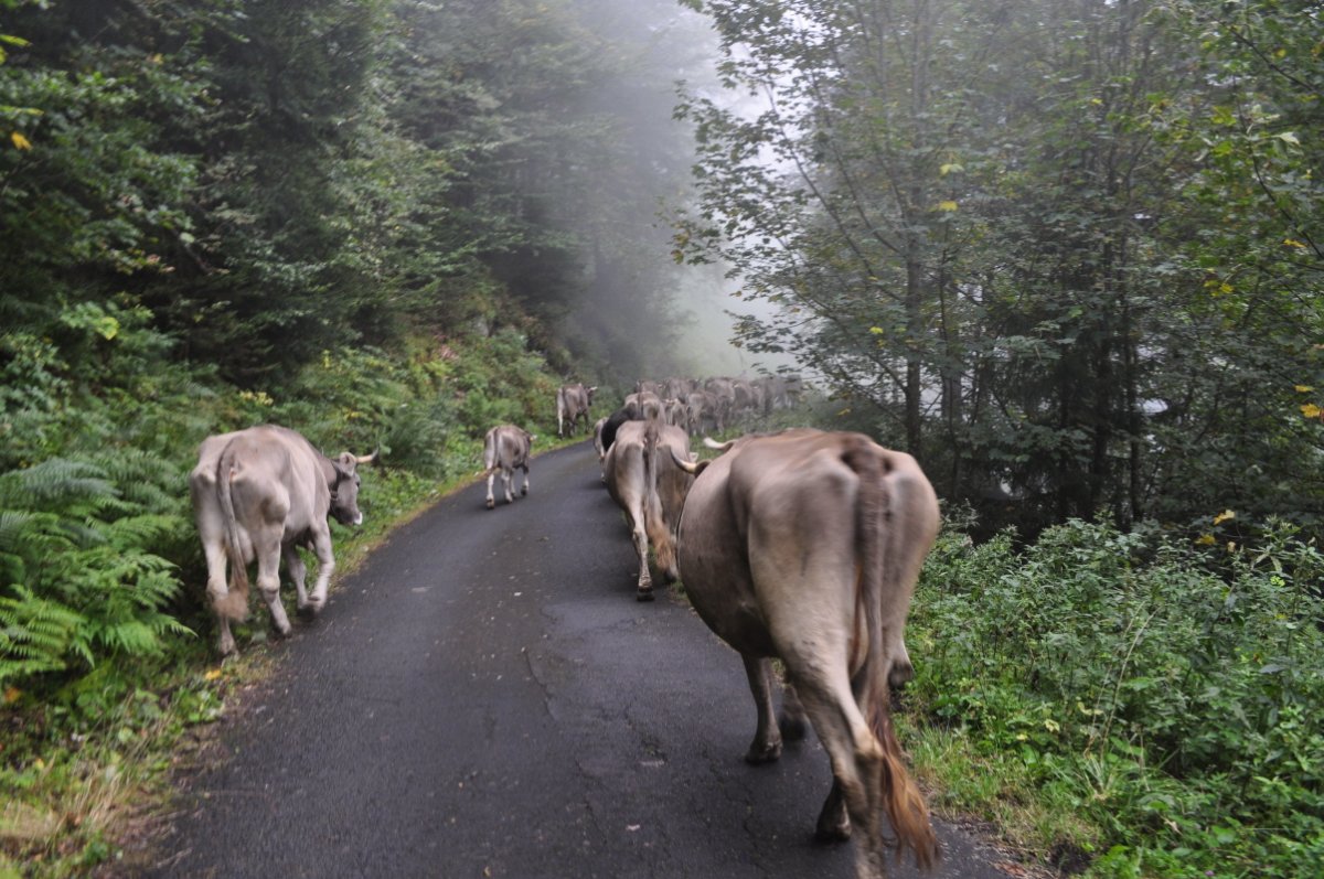 Kühe gehen in Wald eine asphaltierte Alpstrasse entlang. Im Hintergrund gehen sie durch Nebel.