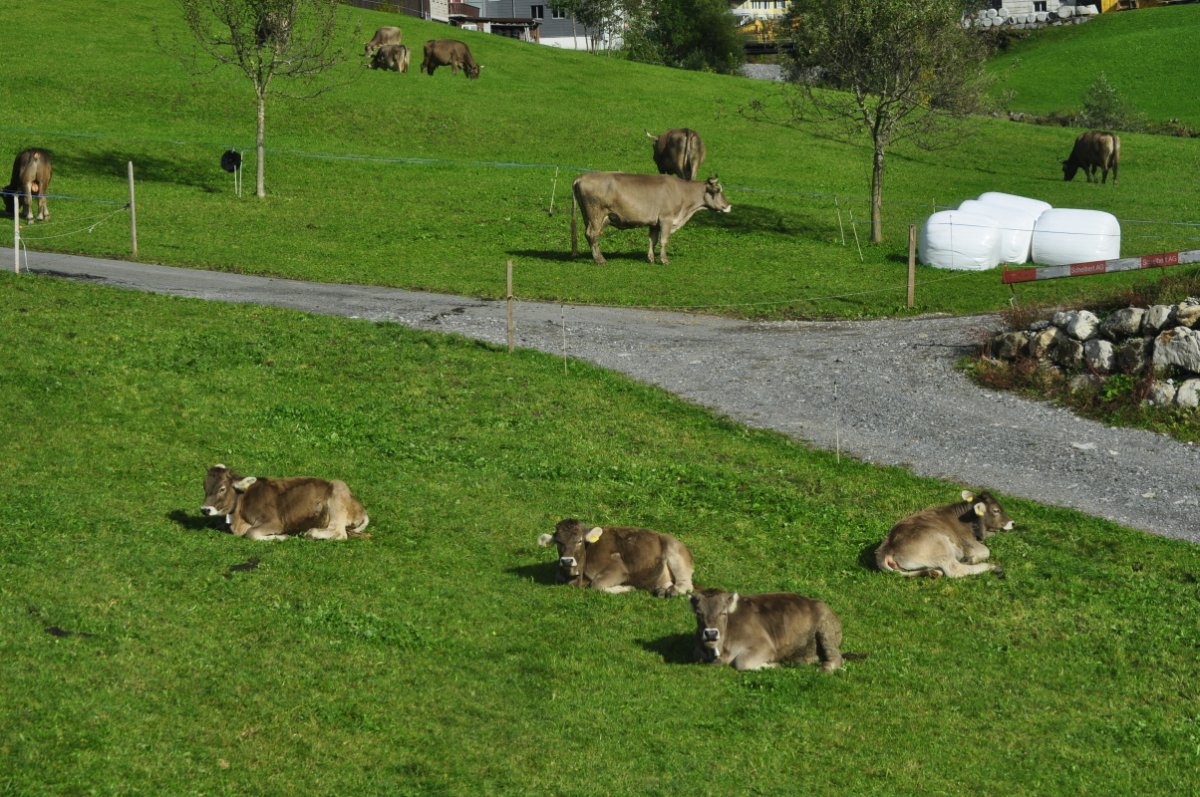 Drei Kälber liegen verteilt auf einem abgeweideten Stück Wiese. Im Hintergrund ist eine Schotterstrasse. Und über der Strasse sind paar Kühe zu sehen, die auf einer weiteren Wiese weiden.