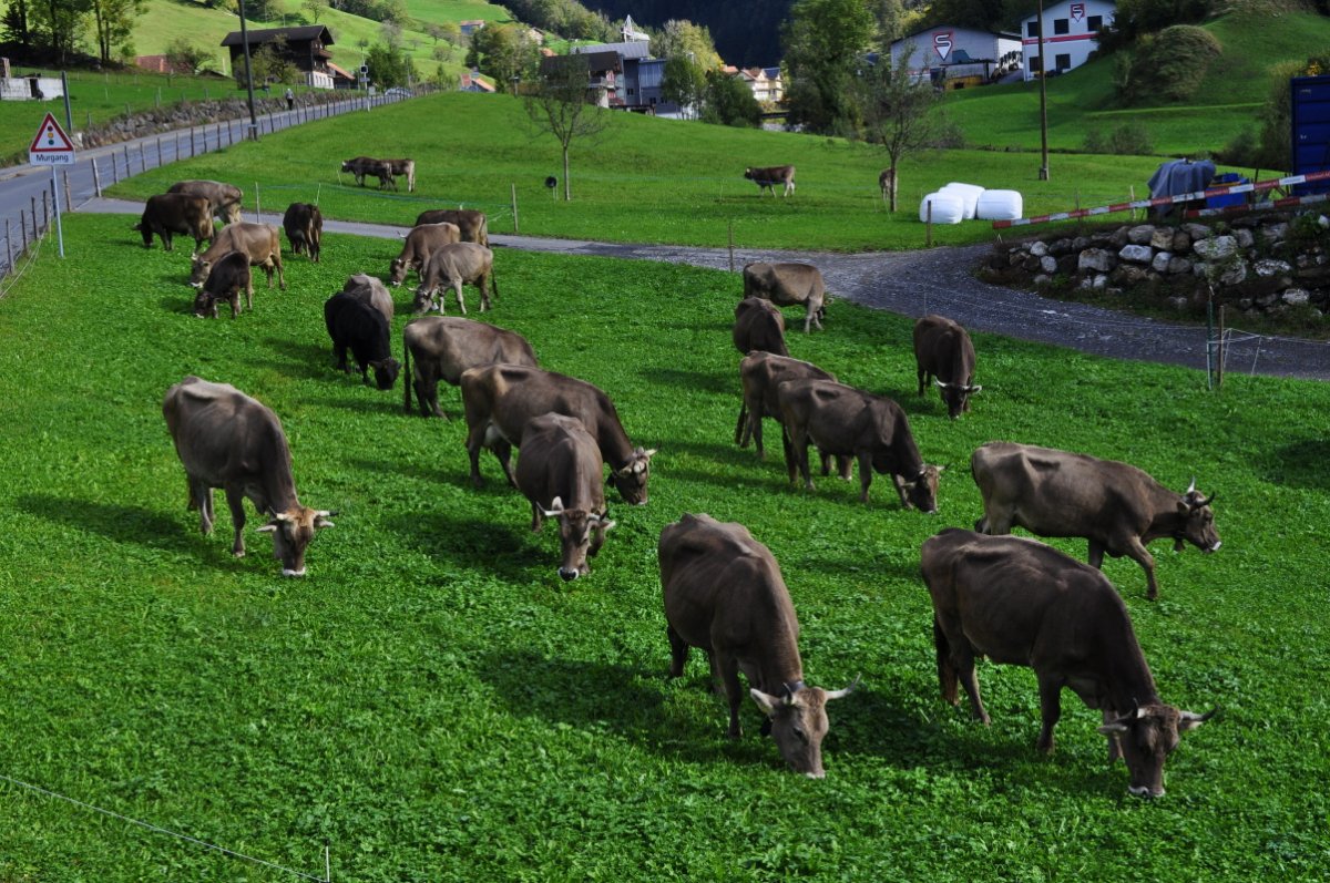 Rund 20 Kühe weiden auf einer frischen Weide.