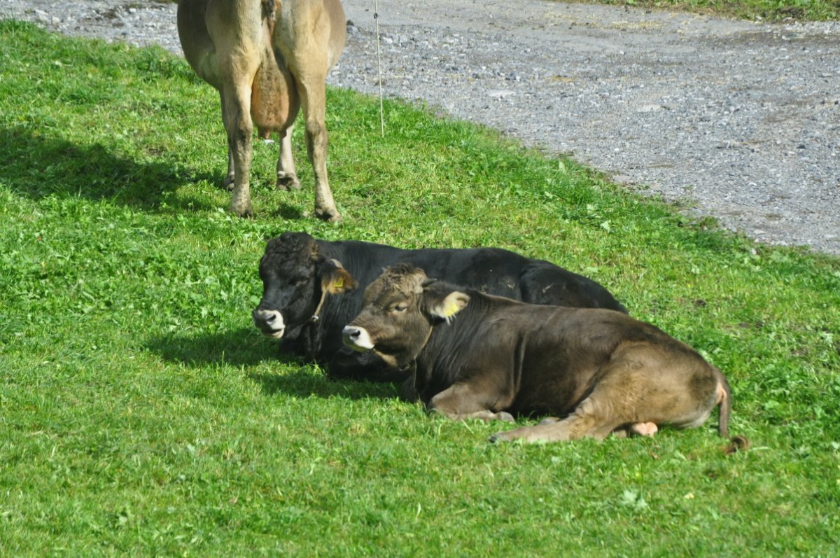 Zwei junge Stiere liegen auf einem abgeweideten Stück Wiese.