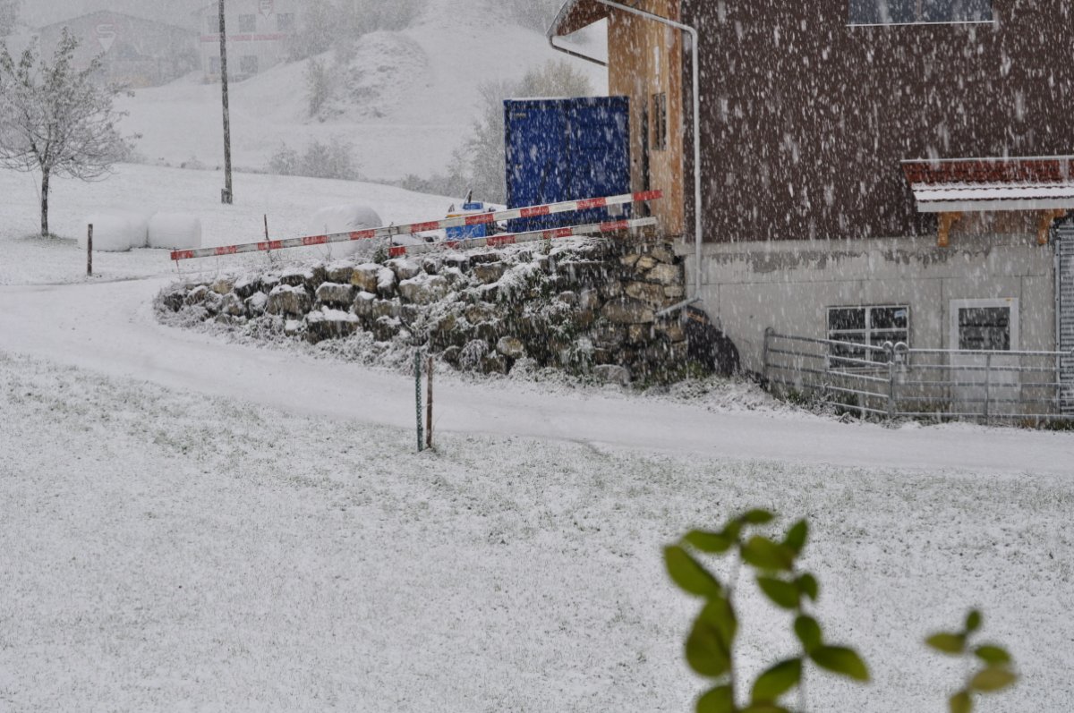 Es schneit. Auf der Wiese im Vordergrund ragen die kleinen Gräser noch durch den Schnee. Im Hintergrund sieht man einen Teil eines Stalles.